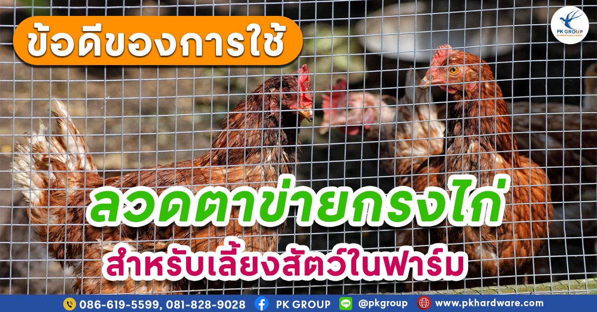 ลวดตาข่ายกรงไก่